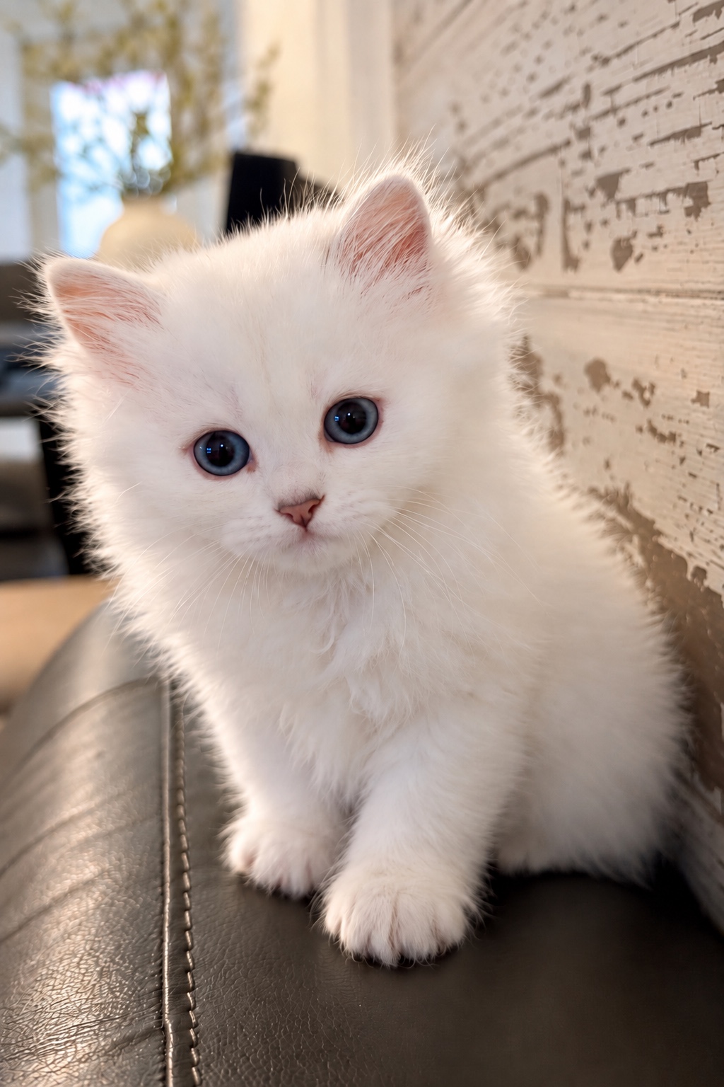 Yulia, a fluffy white Scottish Straight kitten, looking toward the camera